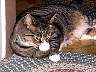 kitty.jpg